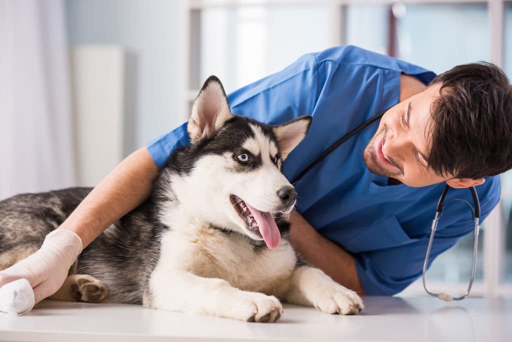 Reliable IT Support<br> for Veterinary Practices